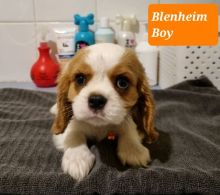 Four Beautiful Cavalier King Charles Spaniel Boys - Tri Colour & Ruby