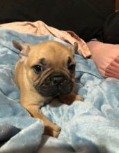 French Bulldog puppies READY NOW