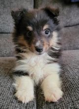 Healthy male and female Sheltie puppies