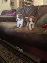 Jack Russell Terrier puppies