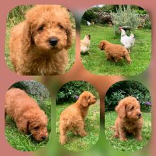 Mini Labradoodles Ready to leave