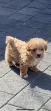 Miniature Toy Poodle puppies
