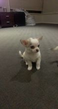 Purebred Chihuahua Puppies