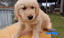 Purebred Golden Retriever puppies for sale!