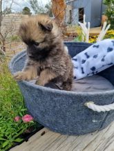 PUREBRED POMERANIAN PUPPIES AVAILABLE
