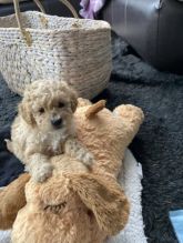 Purebred Toy Poodles pups ready for forever home! Only 2 males left!