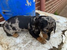 REDUCED & URGENT Very tiny mini Dachshunds purebred 12 weeks