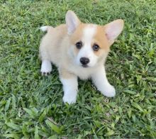 Welsh Pembroke Corgi Puppies