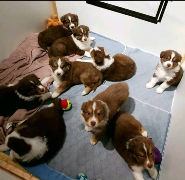 Australian Shepherd Pure Bred ANKC Reg Puppies Image eClassifieds4u