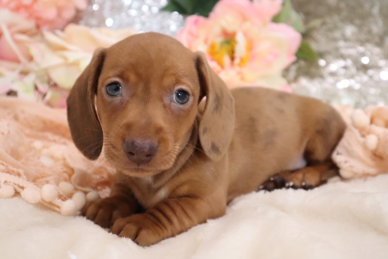 Beautiful dachshund puppies... Image eClassifieds4u