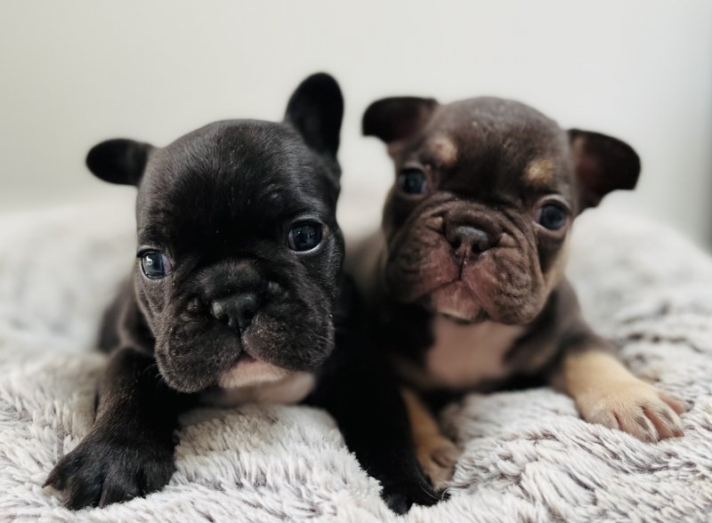 Beautiful French bulldog puppies for adoption..!!! Image eClassifieds4u