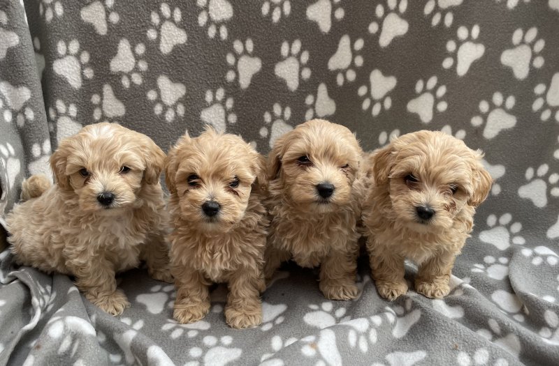 Beautiful Maltipoo Puppies Image eClassifieds4u