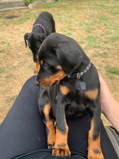 Black, brown & Blue Doberman Puppies Image eClassifieds4u