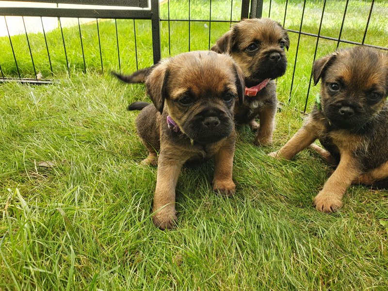 Border Terrier Puppies ready for 5 star homes Image eClassifieds4u