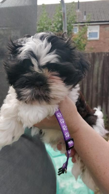 Cute Shih Tzu puppies looking for new homes Image eClassifieds4u