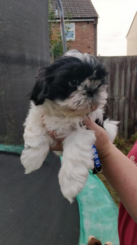 Cute Shih Tzu puppies looking for new homes Image eClassifieds4u