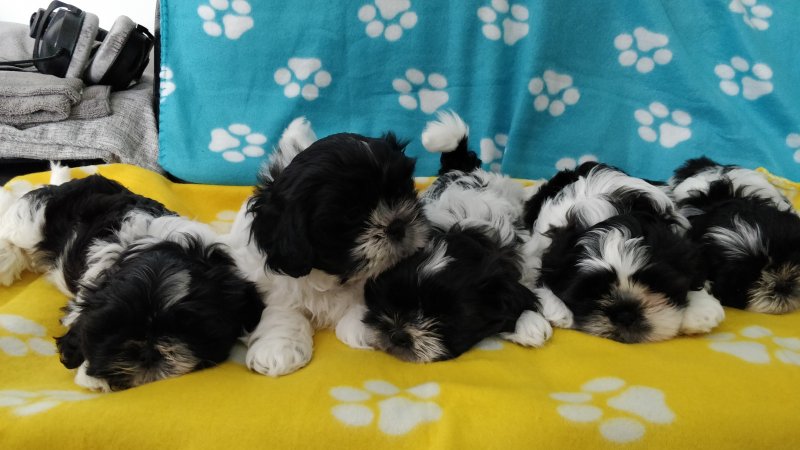 Cute Shih Tzu puppies looking for new homes Image eClassifieds4u