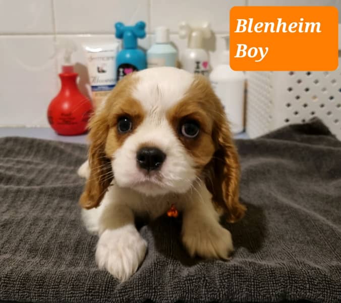 Four Beautiful Cavalier King Charles Spaniel Boys - Tri Colour & Ruby Image eClassifieds4u