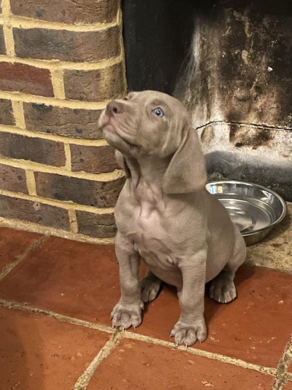 Gorgeous Weimaraner puppies Image eClassifieds4u