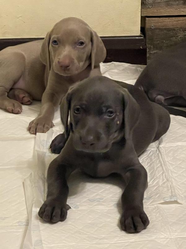 Gorgeous Weimaraner puppies Image eClassifieds4u