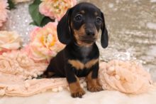 Beautiful dachshund puppies... Image eClassifieds4u 3