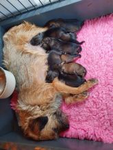 Border Terrier Puppies ready for 5 star homes Image eClassifieds4u 2
