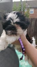 Cute Shih Tzu puppies looking for new homes Image eClassifieds4u 2