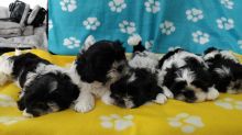 Cute Shih Tzu puppies looking for new homes Image eClassifieds4u 4