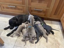 Gorgeous Weimaraner puppies Image eClassifieds4u 1