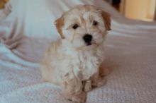 Maltipoo puppies Image eClassifieds4U