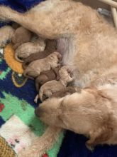 Mini Labradoodles Ready to leave Image eClassifieds4u 2