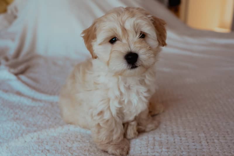 Maltipoo puppies Image eClassifieds4u