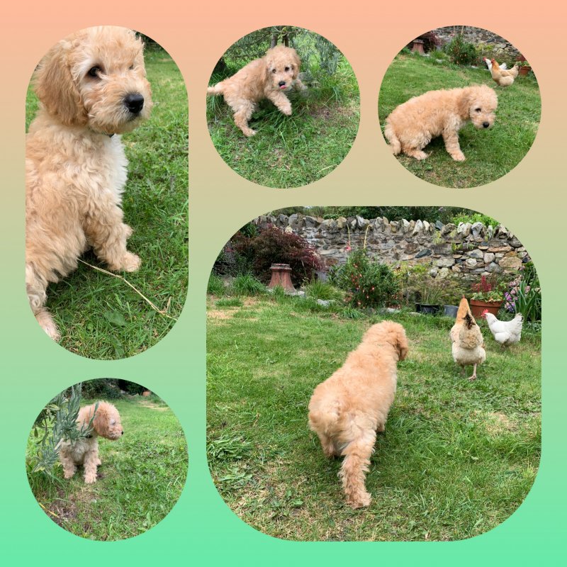 Mini Labradoodles Ready to leave Image eClassifieds4u