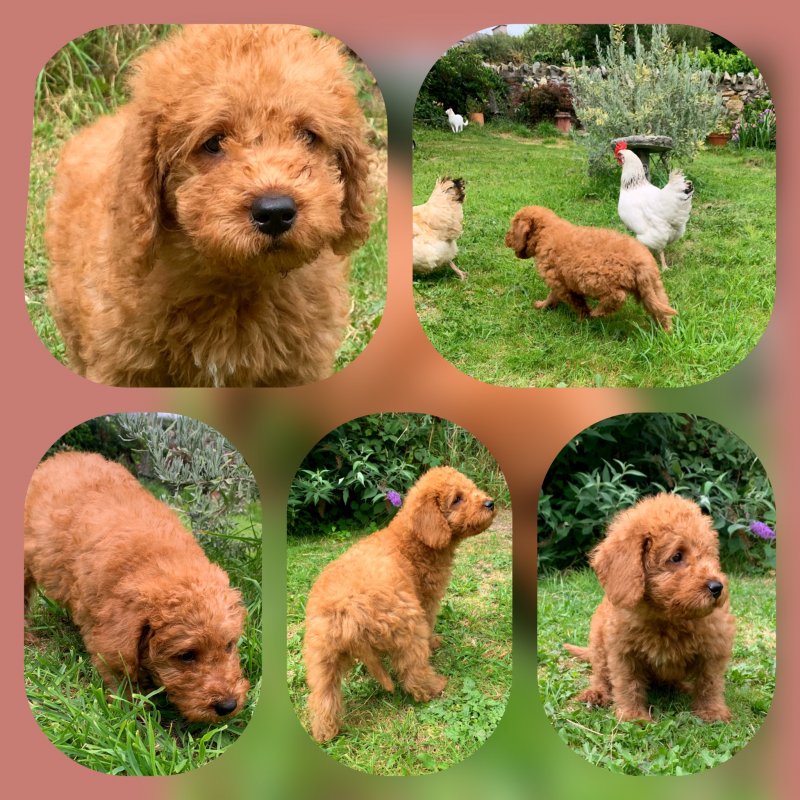 Mini Labradoodles Ready to leave Image eClassifieds4u