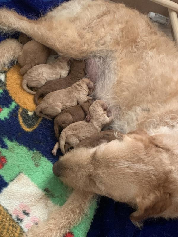 Mini Labradoodles Ready to leave Image eClassifieds4u