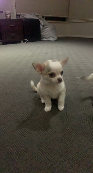 Purebred Chihuahua Puppies Image eClassifieds4u