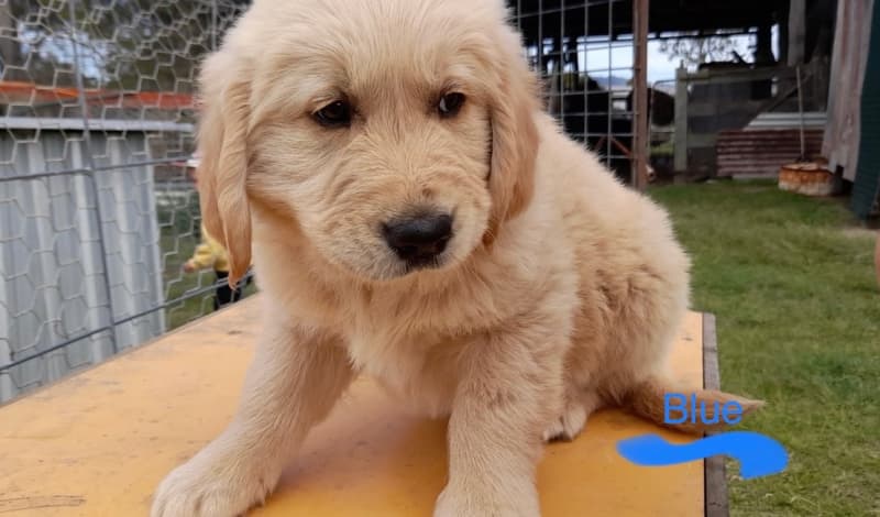 Purebred Golden Retriever puppies for sale! Image eClassifieds4u