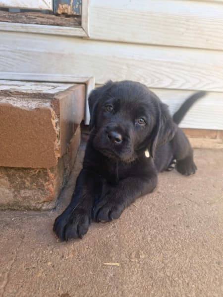 THREE Purebred Labrador Puppies (12 Weeks Old) Available NOW! Image eClassifieds4u