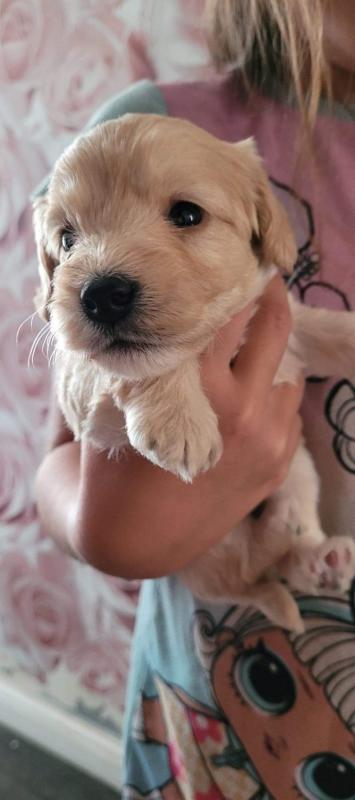 ❤❤ Beautiful F1b C0CKAPOO Puppies ❤❤ Image eClassifieds4u