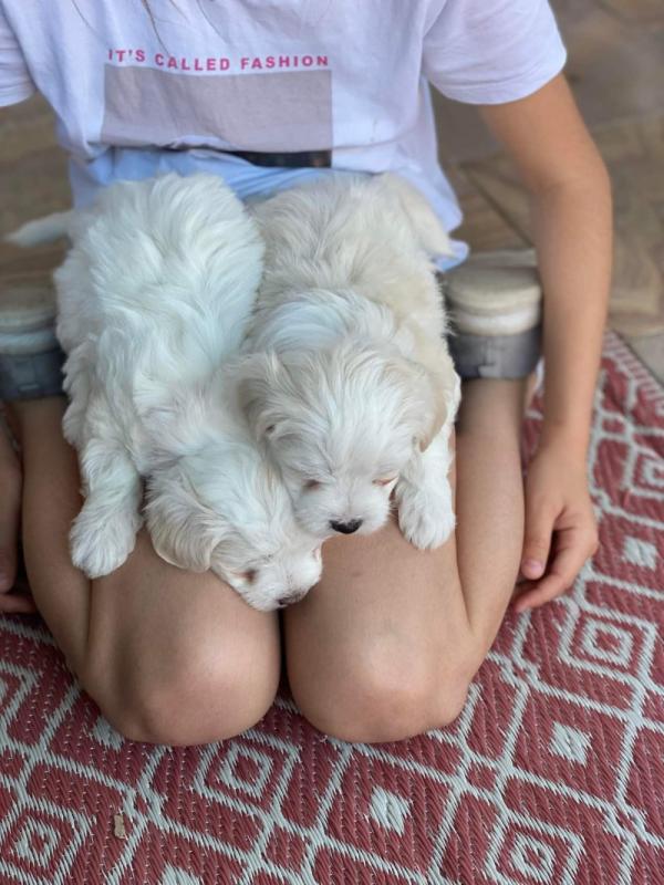 ❤️❤️ Maltese puppies ready for loving homes ❤️❤️ Image eClassifieds4u