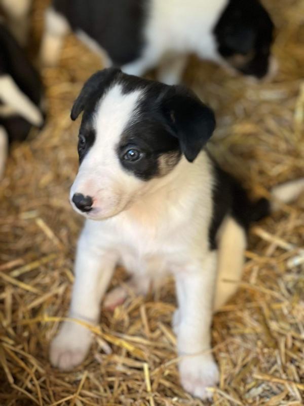 ⭐️Stunning Border Collie Puppies⭐️ Image eClassifieds4u