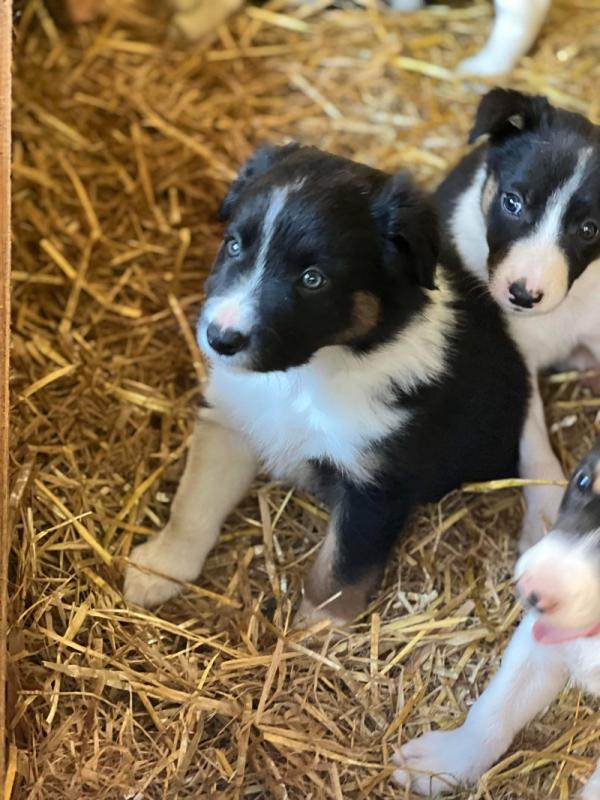 ⭐️Stunning Border Collie Puppies⭐️ Image eClassifieds4u