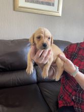 Adorable Labrador Retriever puppies