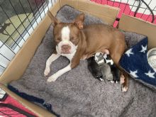 Beautiful Boston Terrier Puppies ready now !!