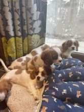 Beautiful Cavalier King Charles Spaniel Puppies