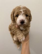 Beautiful health tested Red and White Cavapoo Puppies