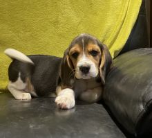 Beautiful KC Registered Beagle Puppies