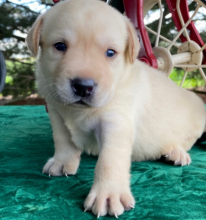 Beautiful labrador puppies