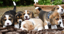 Beautiful litter of six beagle puppies for sale
