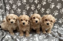 Beautiful Maltipoo Puppies ready for 5 star homes